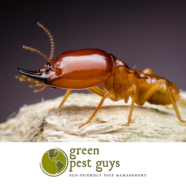 Green Pest Guys Austin in Georgetown, TX — business photo 5
