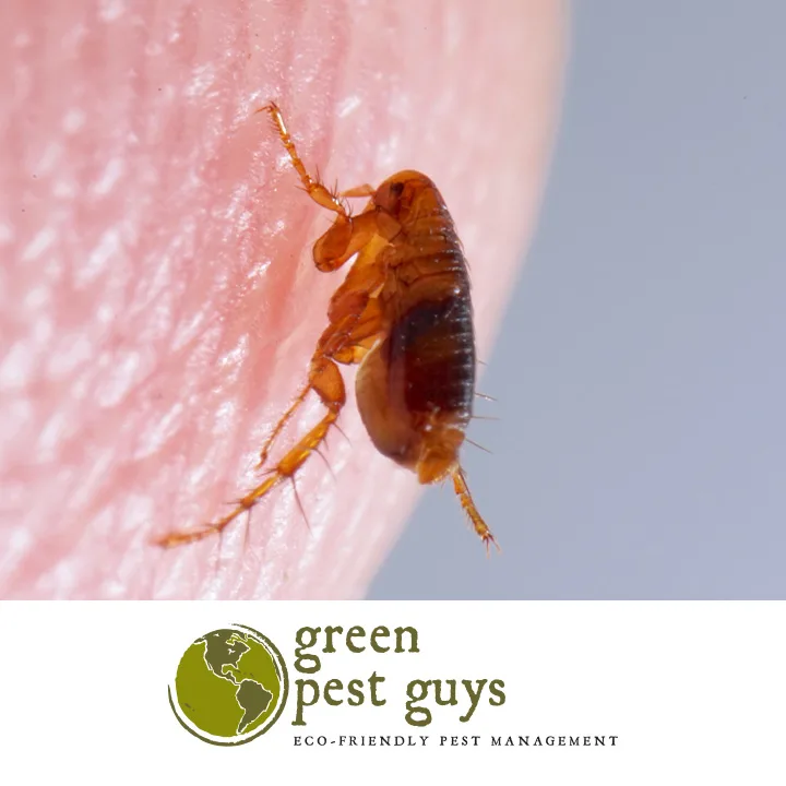 Green Pest Guys Austin in Georgetown, TX — business photo 6