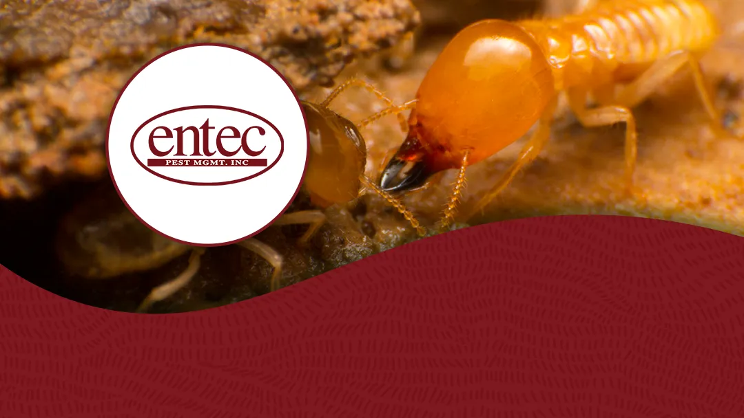 Entec Pest Management — pest control in Brenham, WASHINGTON County, TX
