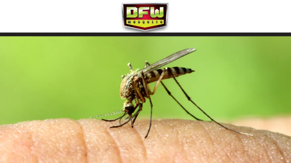DFW Mosquito — pest control in Fort Worth, TARRANT County, TX