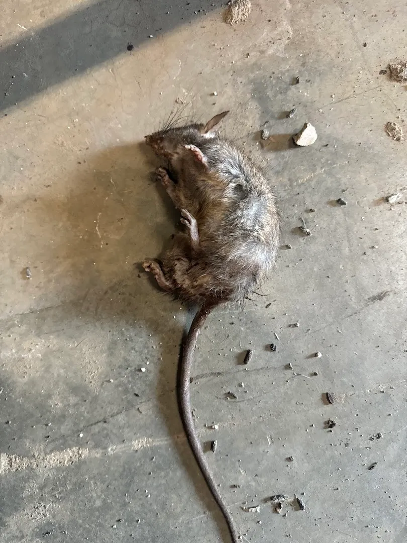 Critter Call Pest Control in Fort Worth, TX — business photo 3