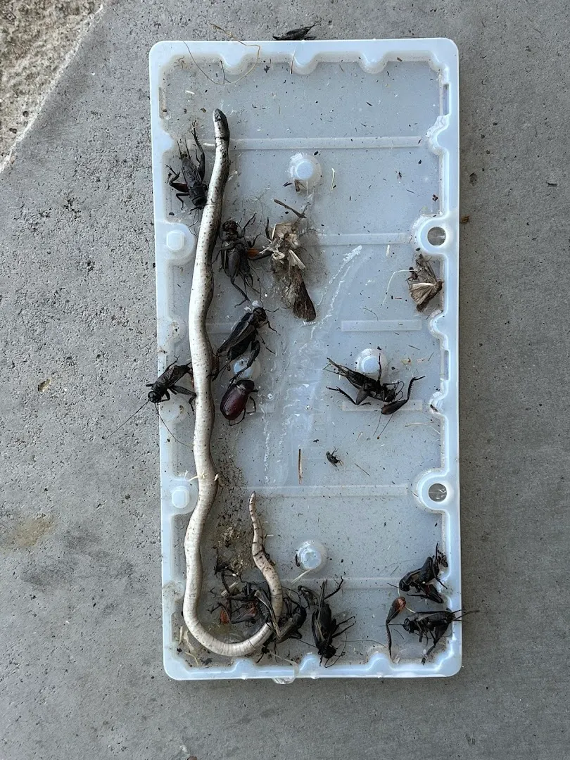Critter Call Pest Control in Fort Worth, TX — business photo 4