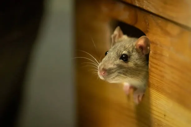 Green and Safe Pest Control — licensed pest control company in Fort Worth, Texas
