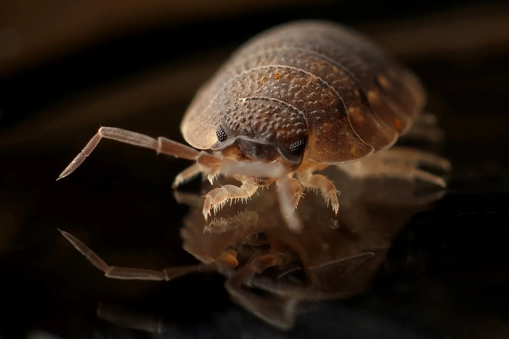 Family Pest Control in San Antonio, TX — business photo 4