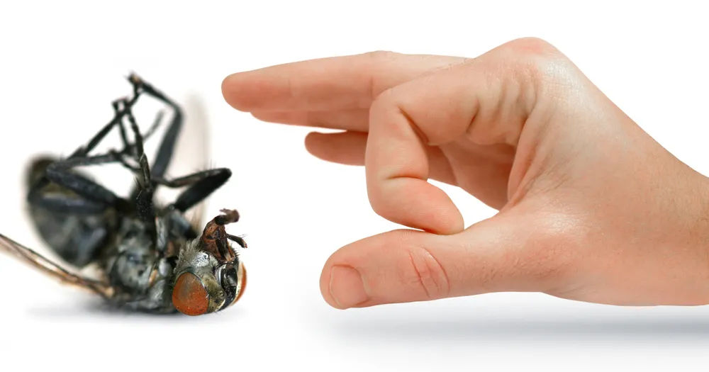 Hoelscher Pest Control in Belton, TX — business photo 2