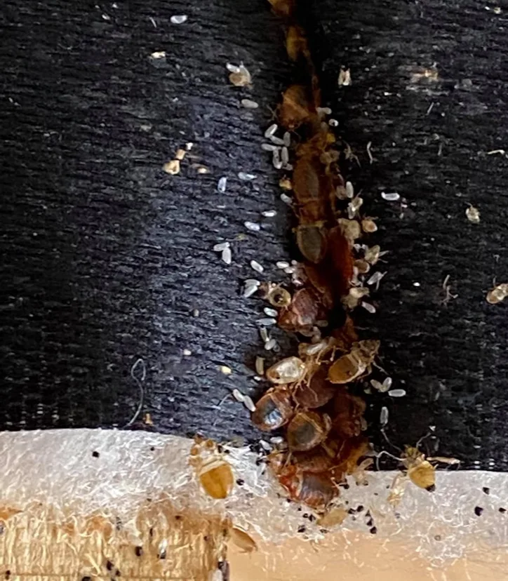 Got-A-Guy Pest Management in Red Oak, TX — business photo 4