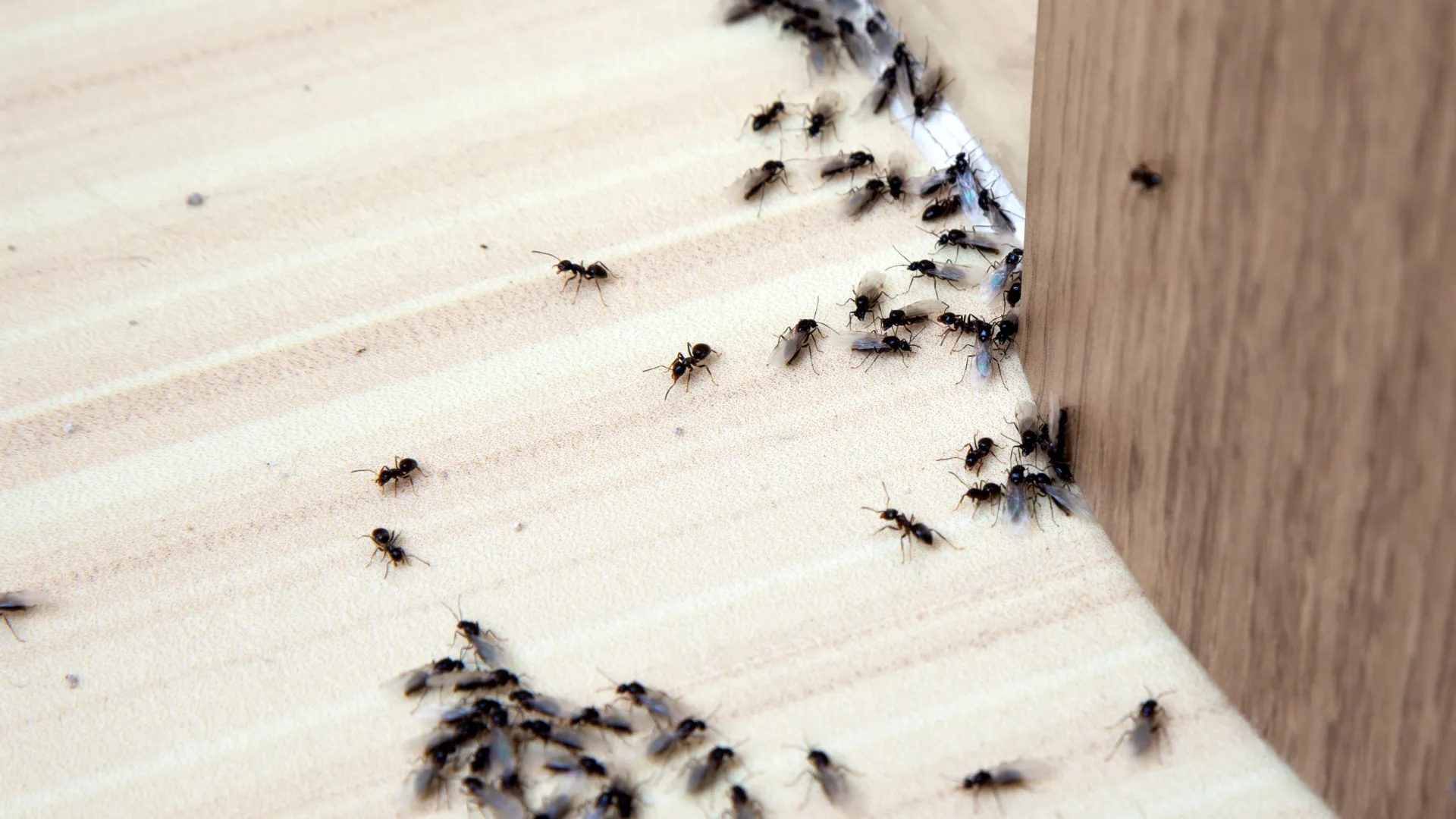 Big Tex Pest Solutions in Canyon, TX — business photo 3