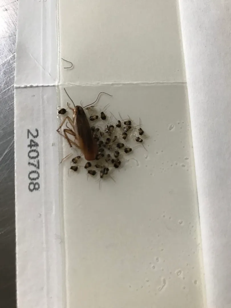 MC Pest Control Service Inc — pest control in Dallas, DALLAS County, TX