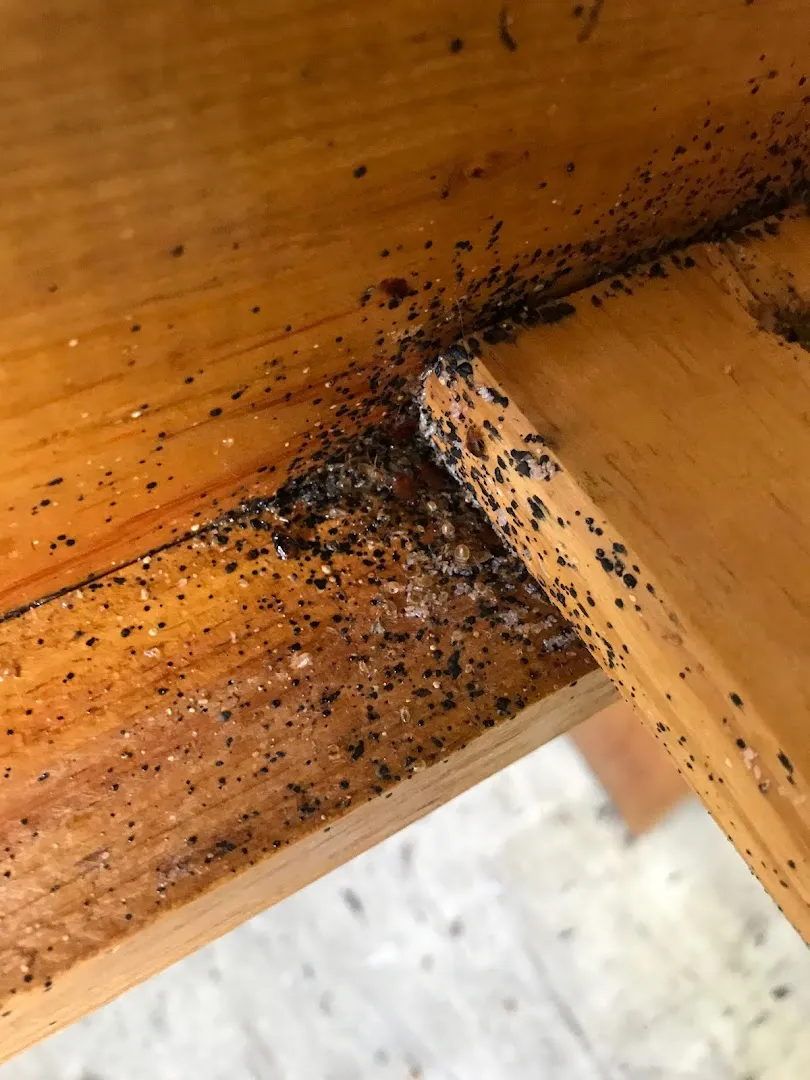 MC Pest Control Service Inc in Dallas, TX — business photo 3