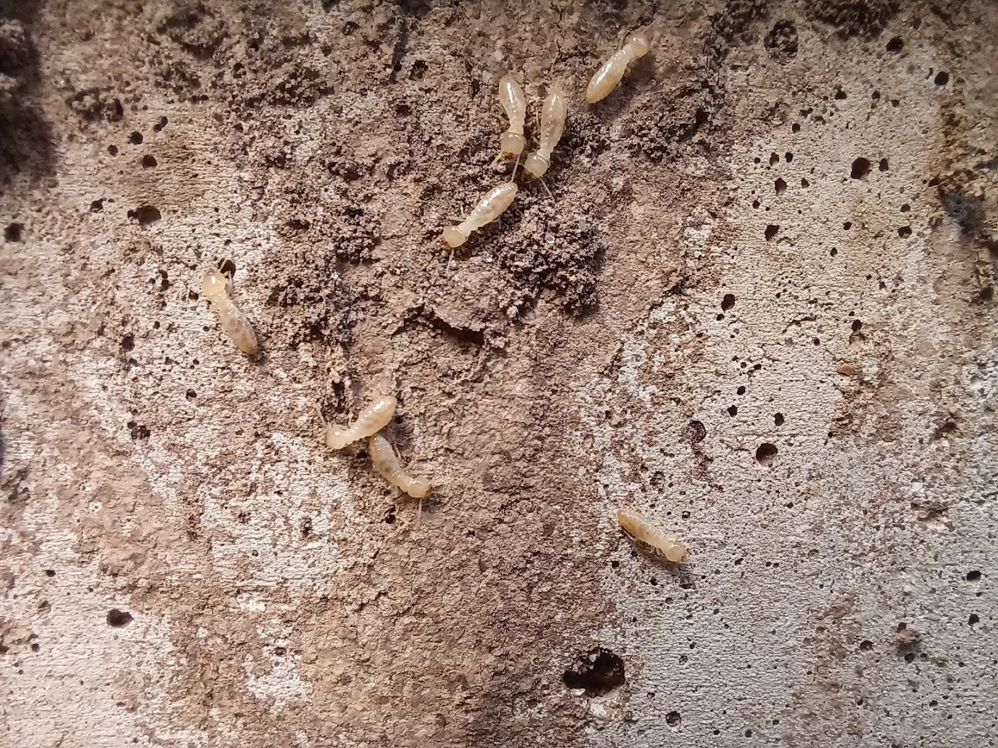 Frontline Termite & Pest Control in Georgetown, TX — business photo 3