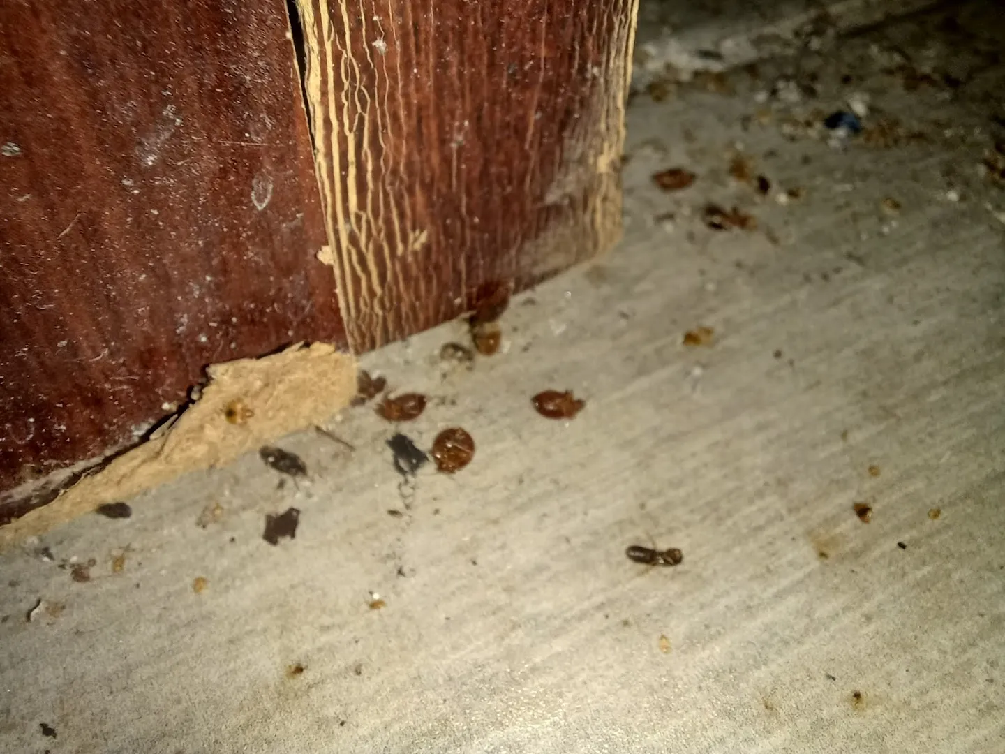 Frontline Termite & Pest Control in Georgetown, TX — business photo 4