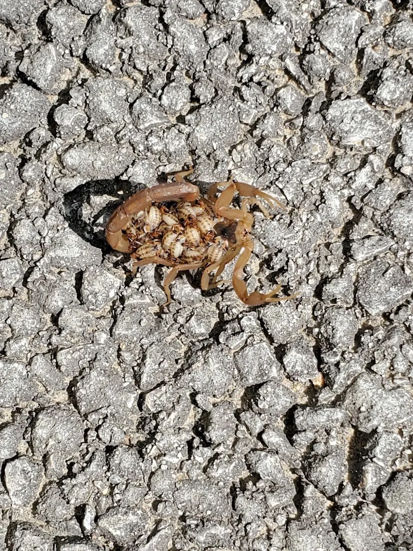 Annie Oakley Pest Control in Gonzales, TX — business photo 4