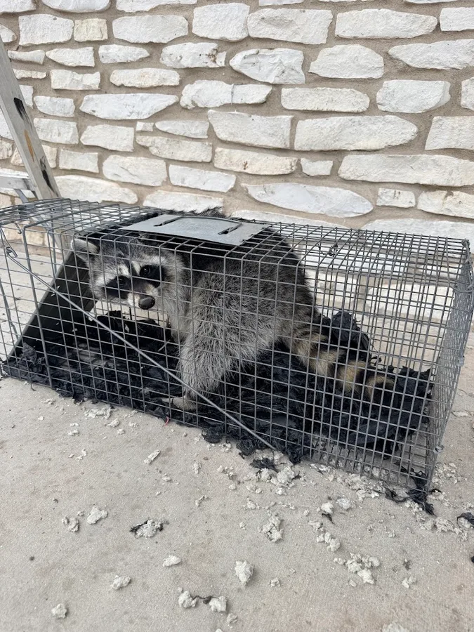 VHS Pest Control — pest control in San Antonio, BEXAR County, TX