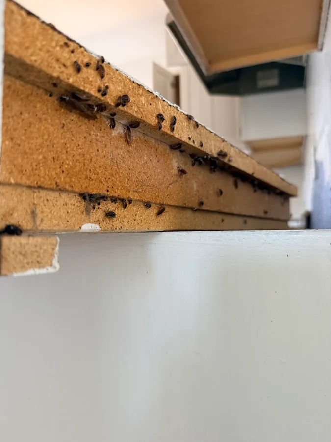 VHS Pest Control in San Antonio, TX — business photo 4