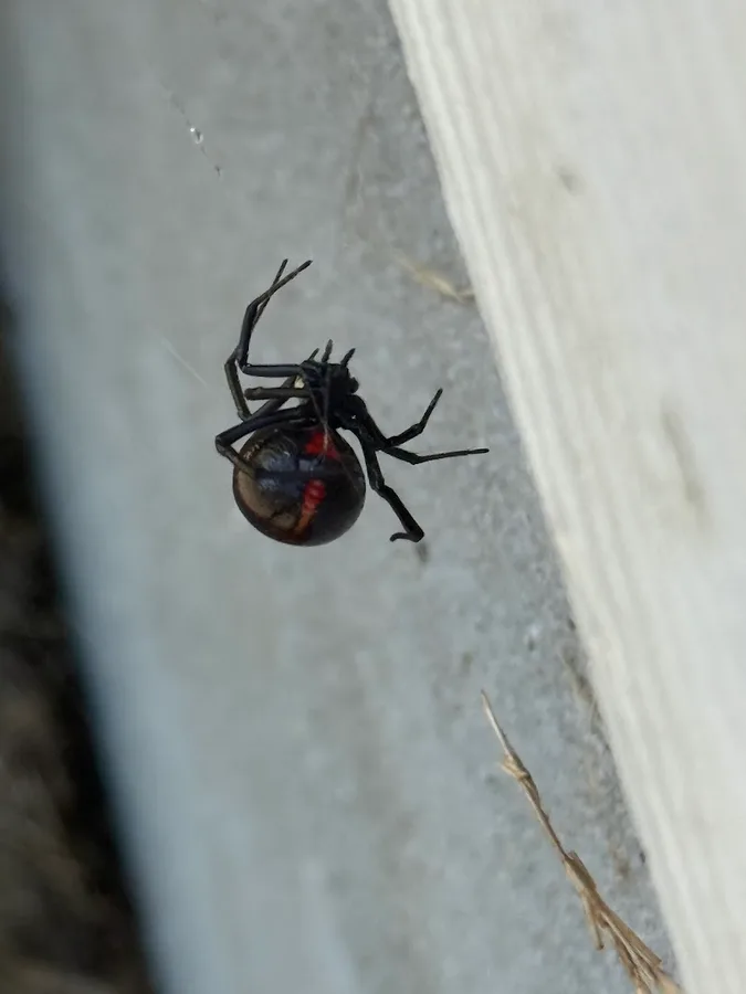 VHS Pest Control in San Antonio, TX — business photo 6