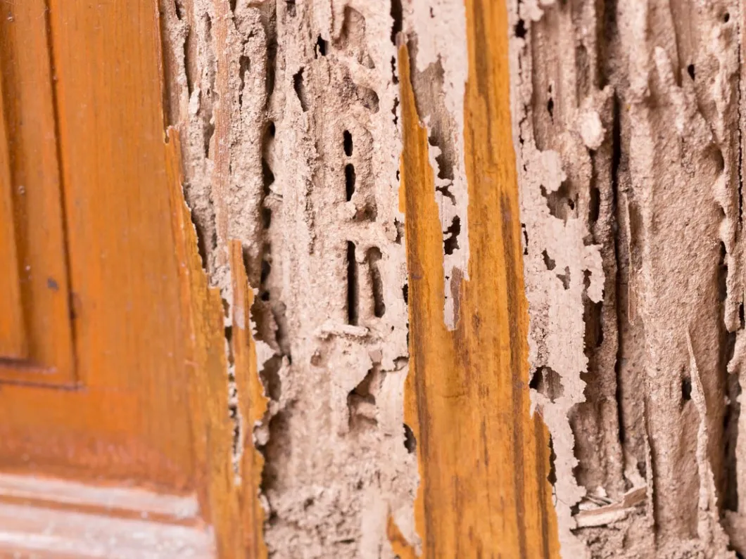Alpha Pest Control — pest control in Tyler, SMITH County, TX
