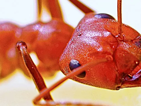 Alpha Pest Control in Tyler, TX — business photo 5