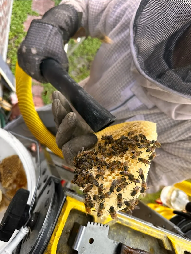 Bee'n Green — pest control in Angleton, BRAZORIA County, TX