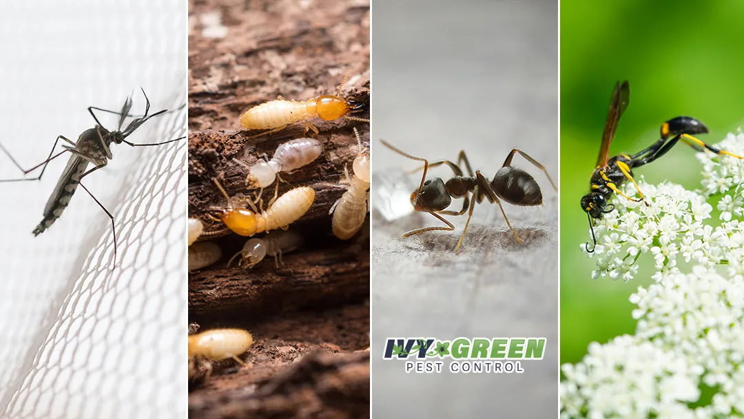 Ivy Green Pest Control in Denton, TX — business photo 2