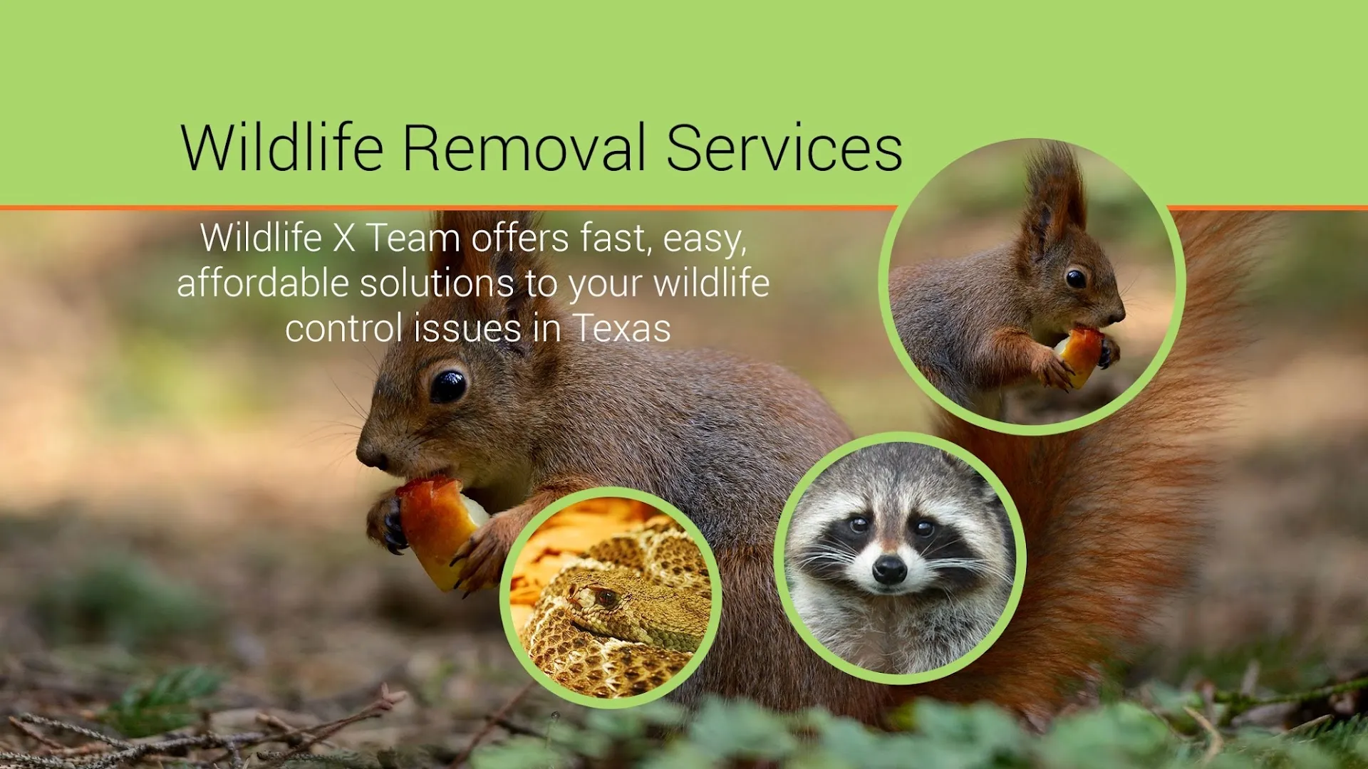 Wildlife X Team — pest control in Fort Worth, TARRANT County, TX