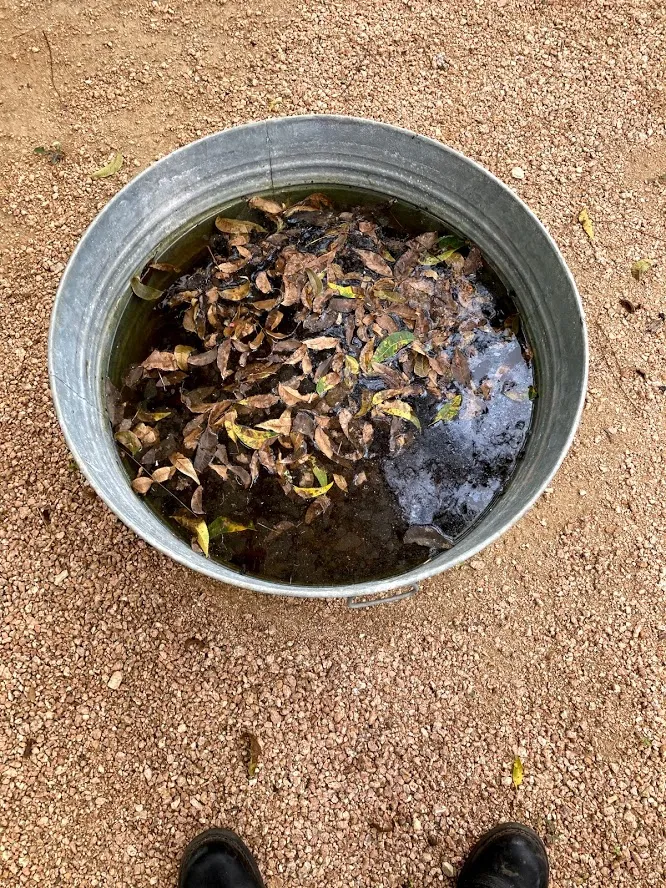 BLACKBURN TERMITE & PEST in Austin, TX — business photo 6