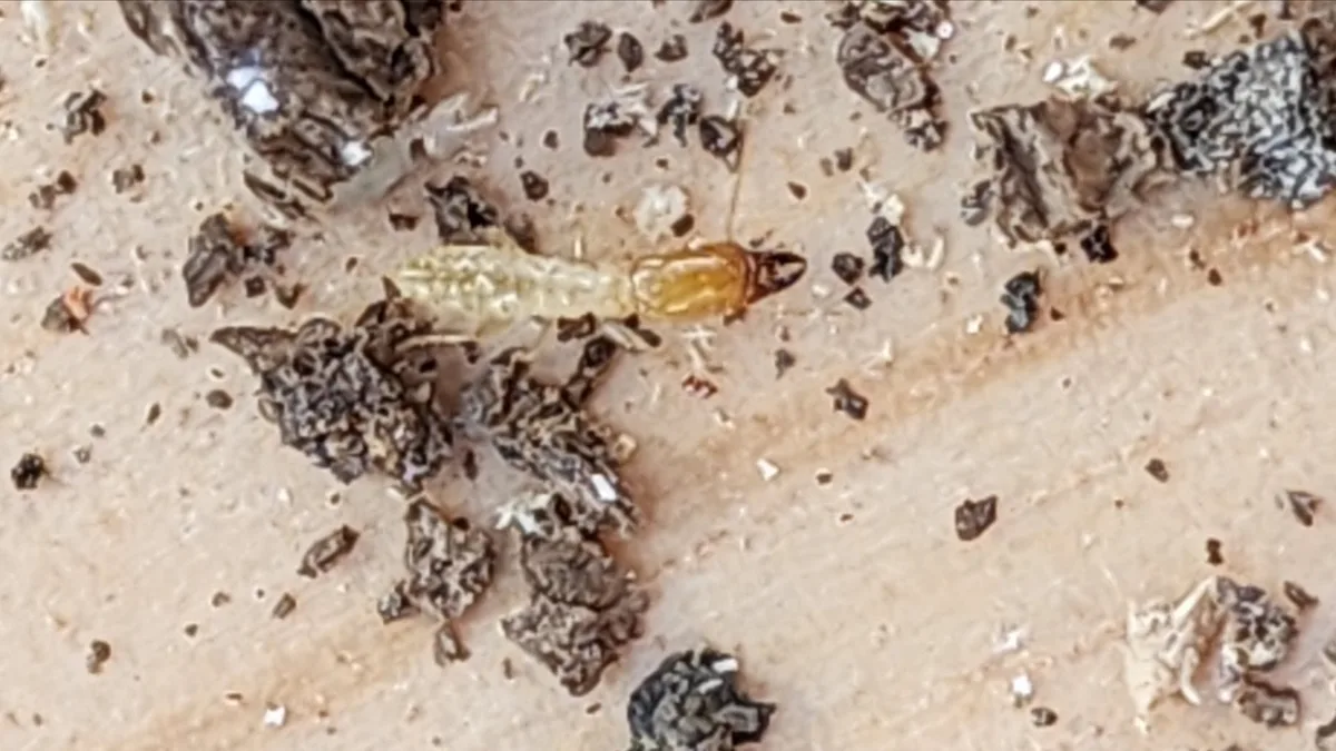 Frogger Pest Management in Canyon Lake, TX — business photo 6