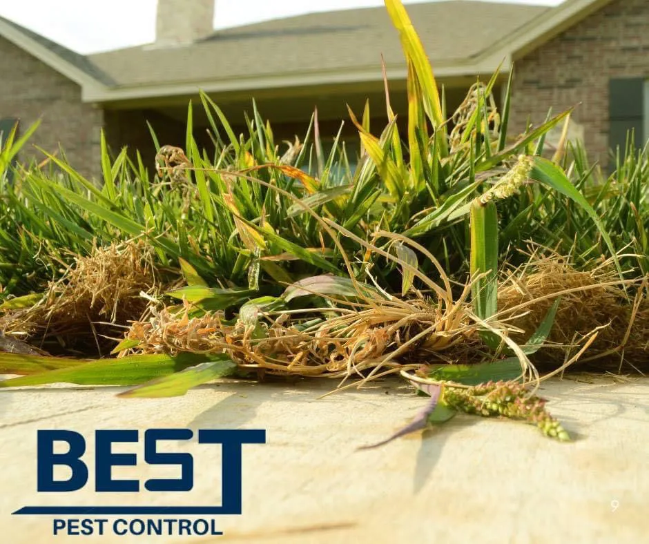 Best Pest Control in El Paso, TX — business photo 6