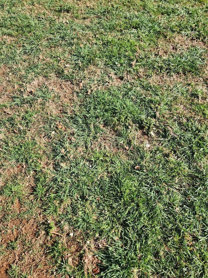 Green Shield Lawn and Pest in Pilot Point, TX — business photo 2