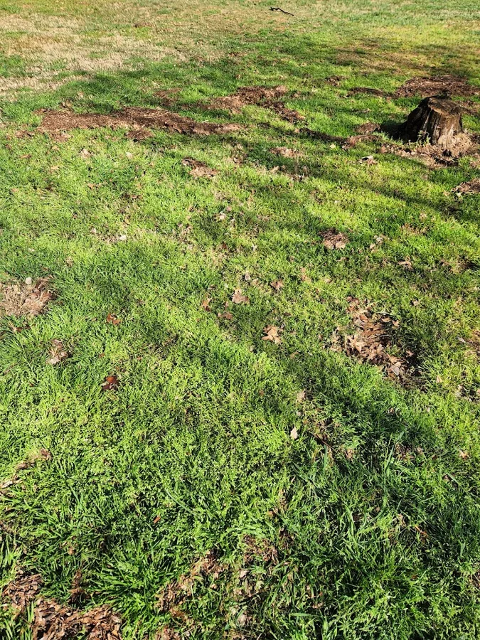 Green Shield Lawn and Pest in Pilot Point, TX — business photo 3