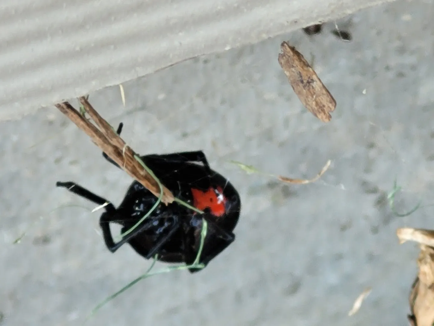911 Exterminators in Dallas, TX — business photo 3
