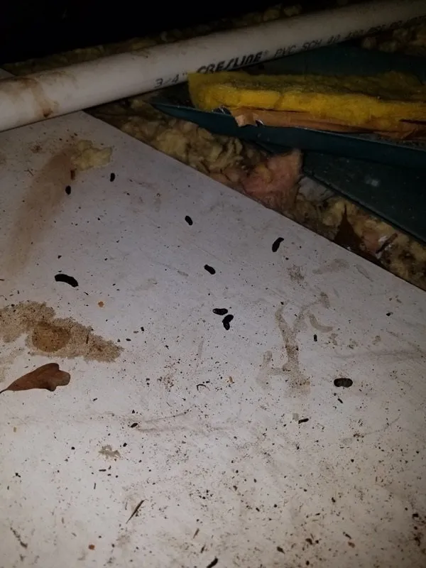 Proper Pest Solutions in Anderson, TX — business photo 4