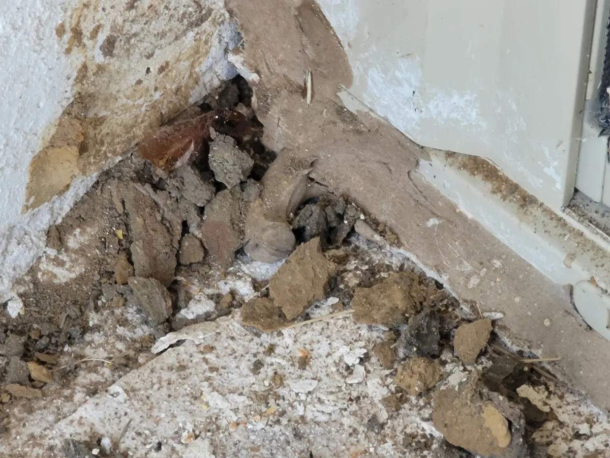 EcoShield Pest Solutions in Plano, TX — business photo 6