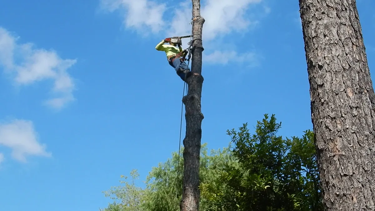 Aldine Tree Services Houston Stump Grinding in Houston, TX — business photo 2