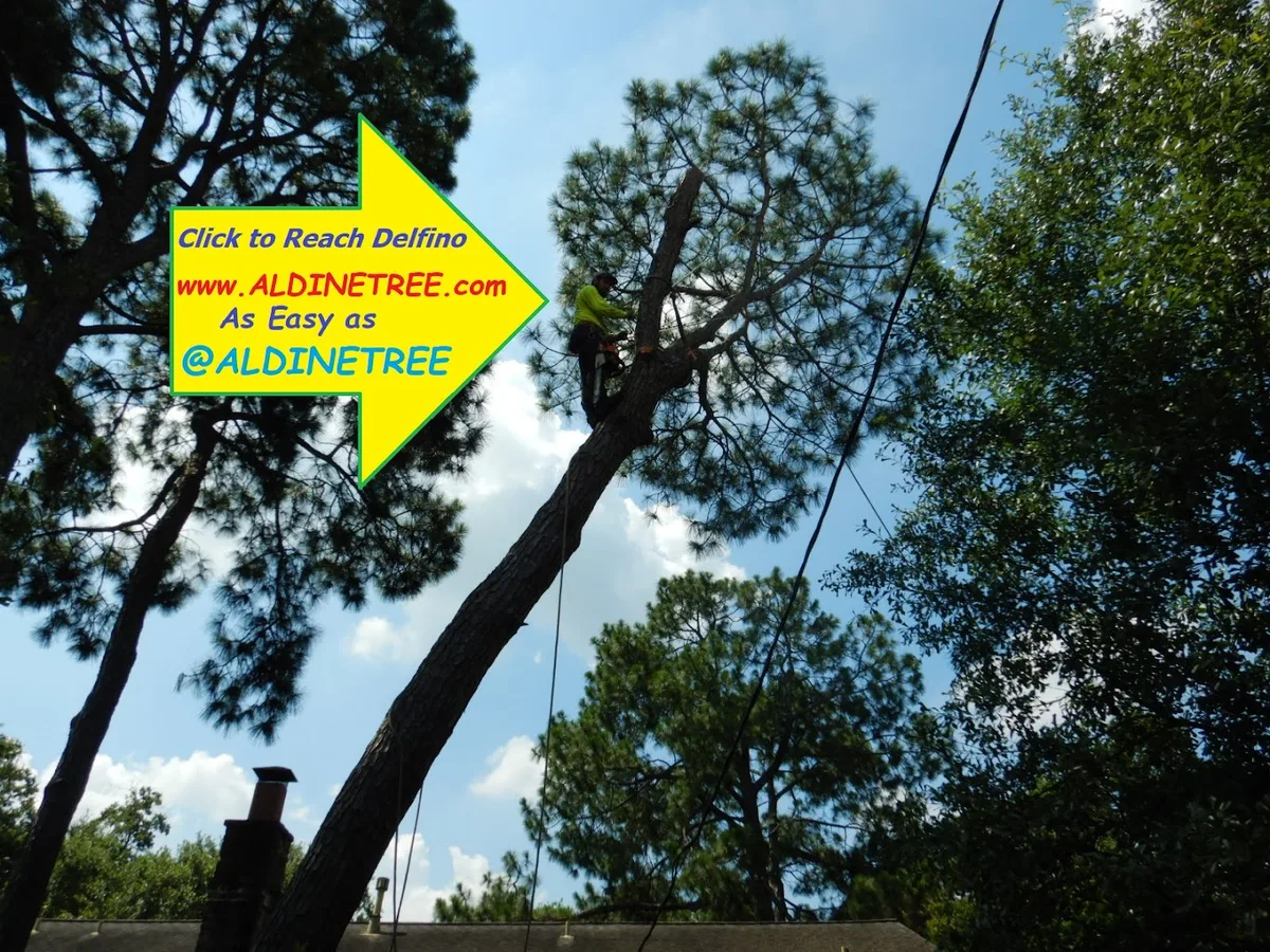 Aldine Tree Services Houston Stump Grinding in Houston, TX — business photo 4