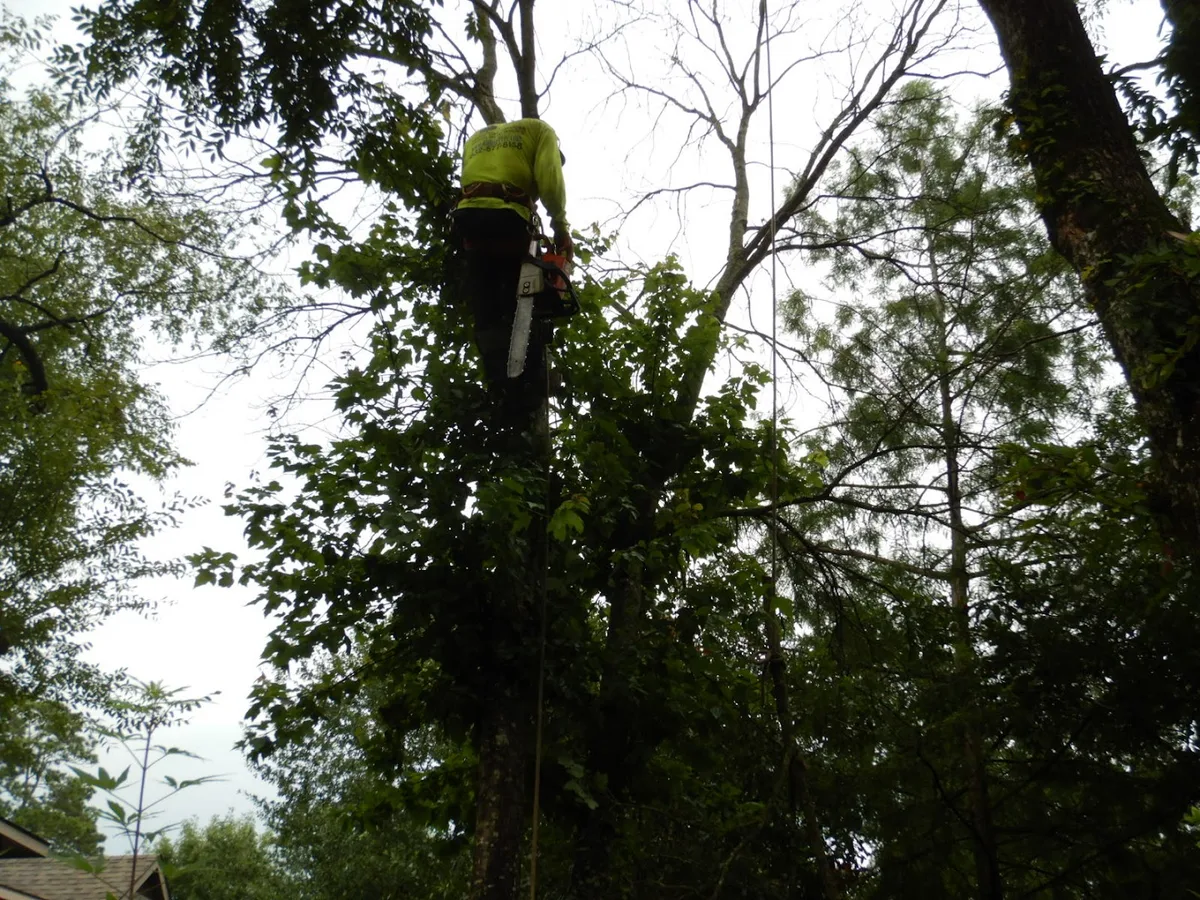 Aldine Tree Services Houston Stump Grinding in Houston, TX — business photo 5
