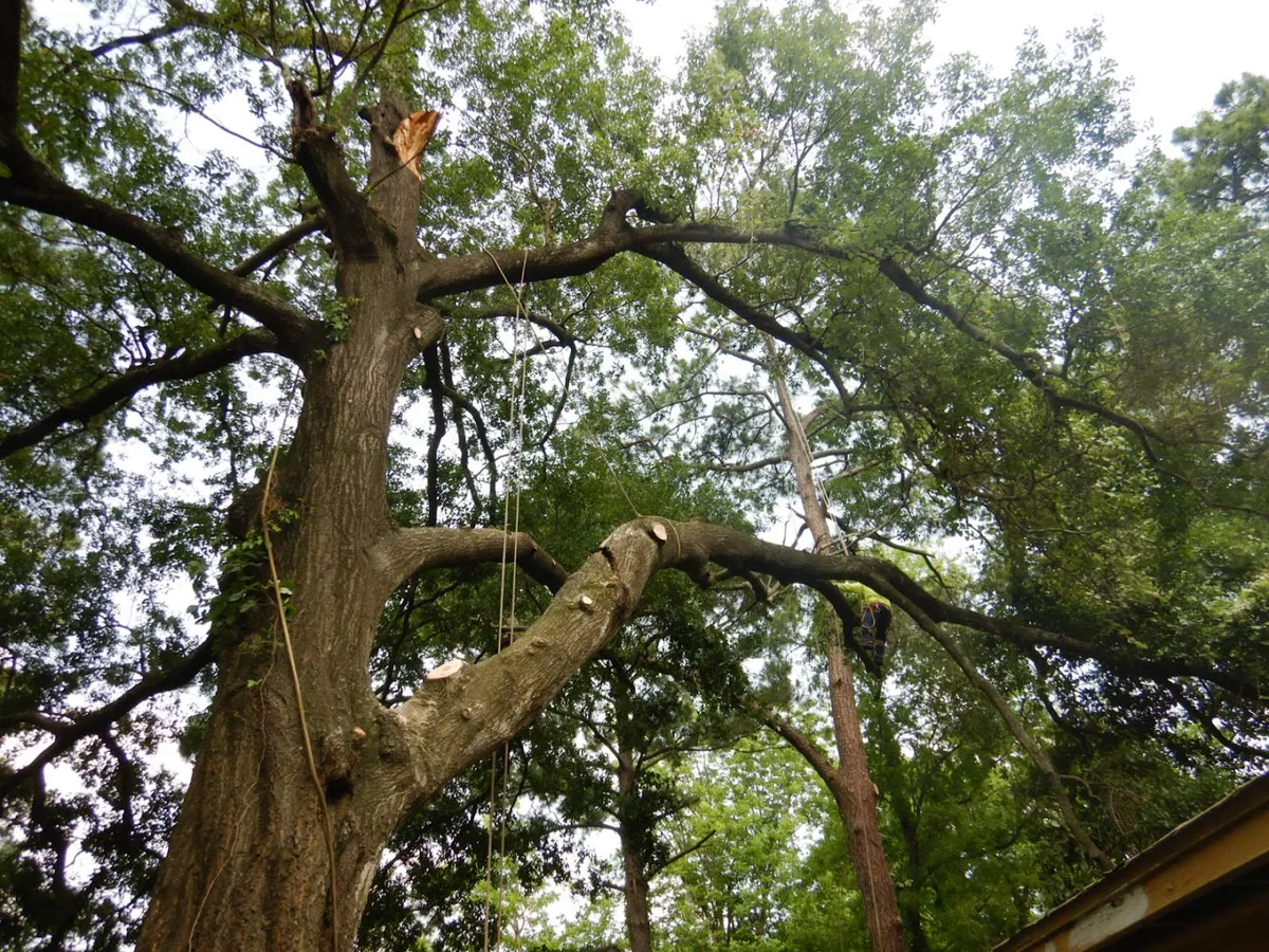 Aldine Tree Services Houston Stump Grinding in Houston, TX — business photo 6