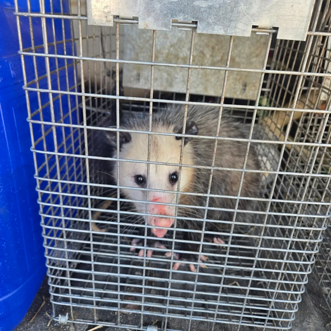 White Flag Pest and Critter in San Antonio, TX — business photo 5