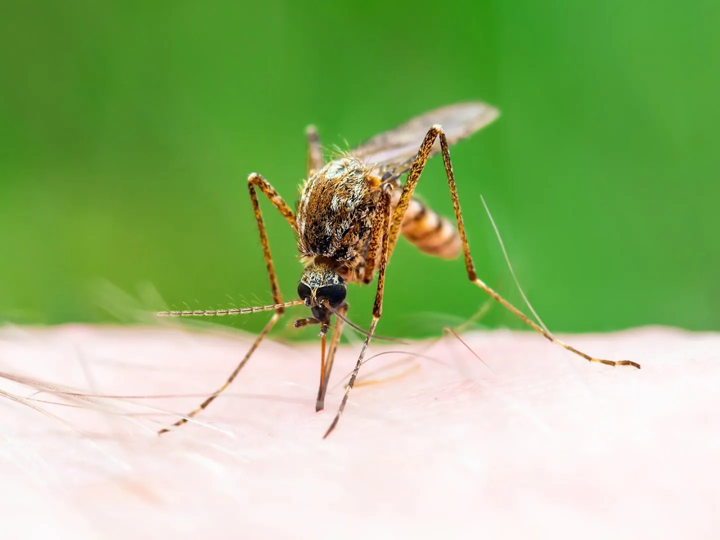 Lake Conroe Pest Control in Conroe, TX — business photo 3