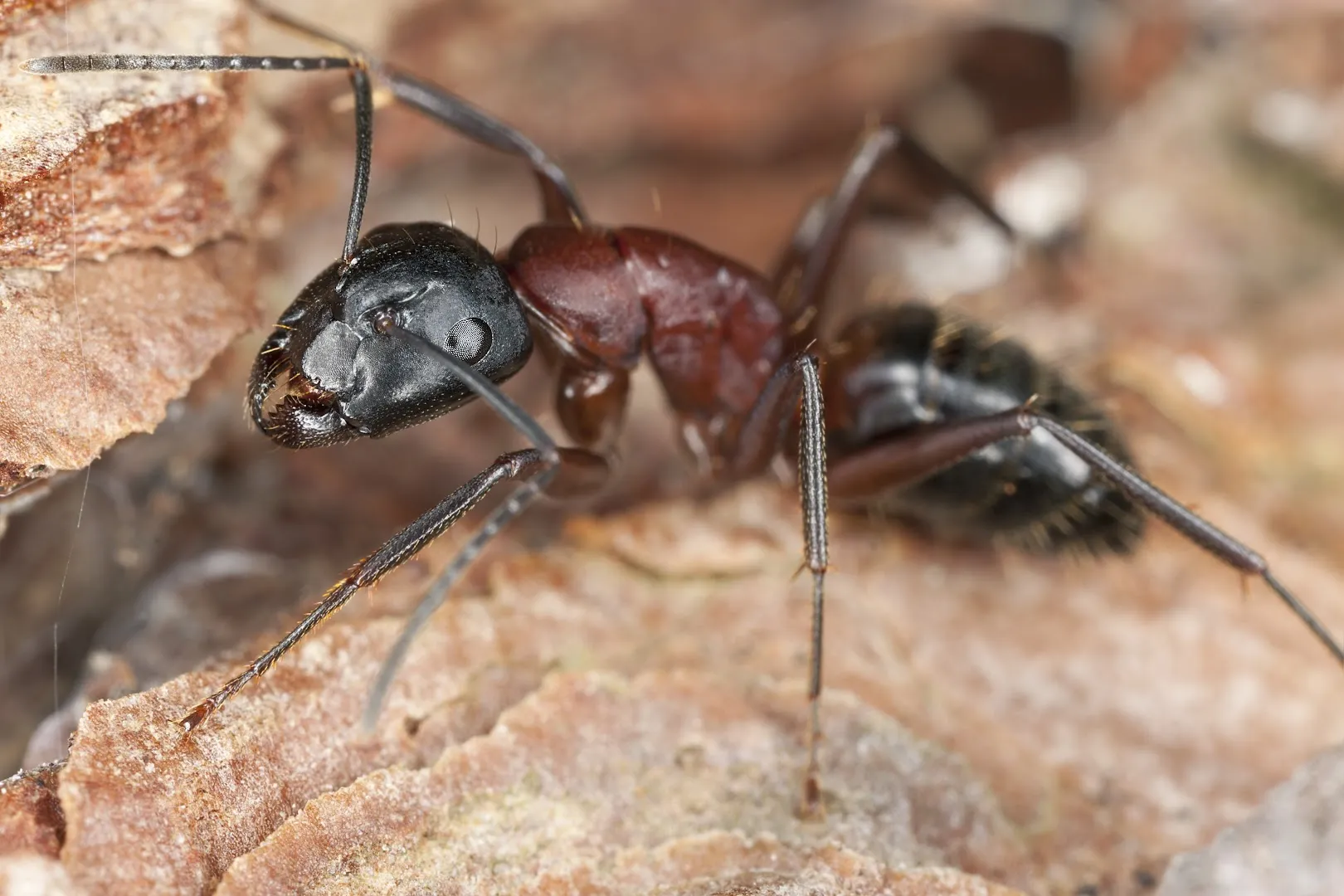 Lake Conroe Pest Control in Conroe, TX — business photo 5