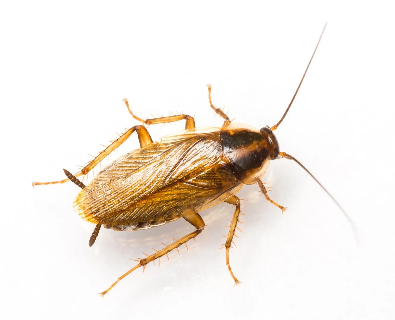 Lake Conroe Pest Control in Conroe, TX — business photo 6