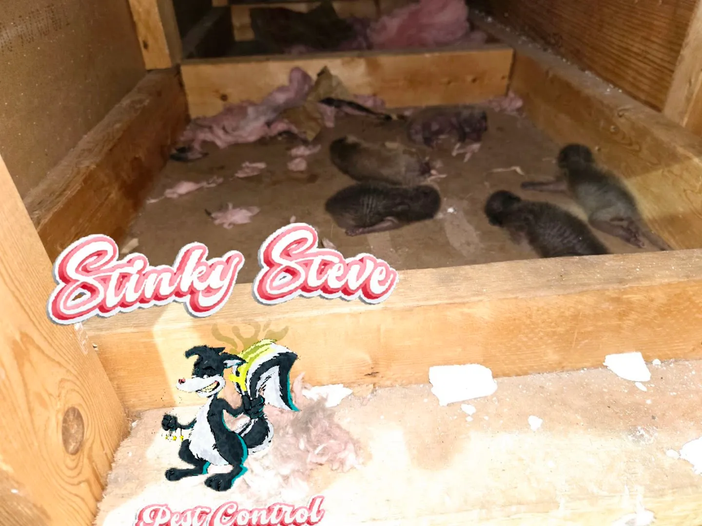 Stinky Steve Pest Control in San Antonio, TX — business photo 5