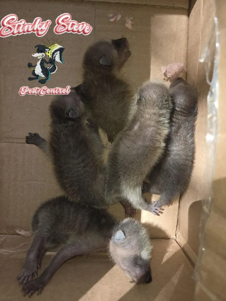 Stinky Steve Pest Control in San Antonio, TX — business photo 6