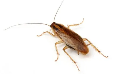 Bug Us Pest Control LLC — pest control in Hondo, MEDINA County, TX
