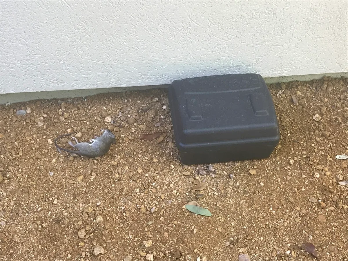 First In Rodent and Pest Services in Dallas, TX — business photo 3
