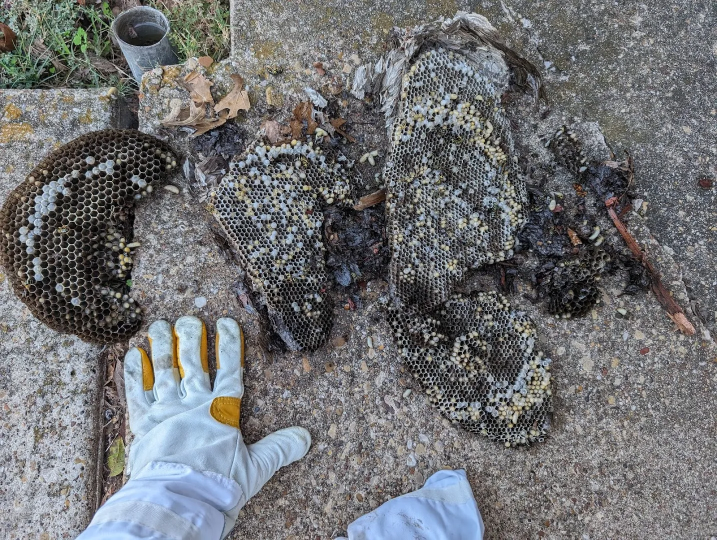 Rockwall Pest Control in Rockwall, TX — business photo 6