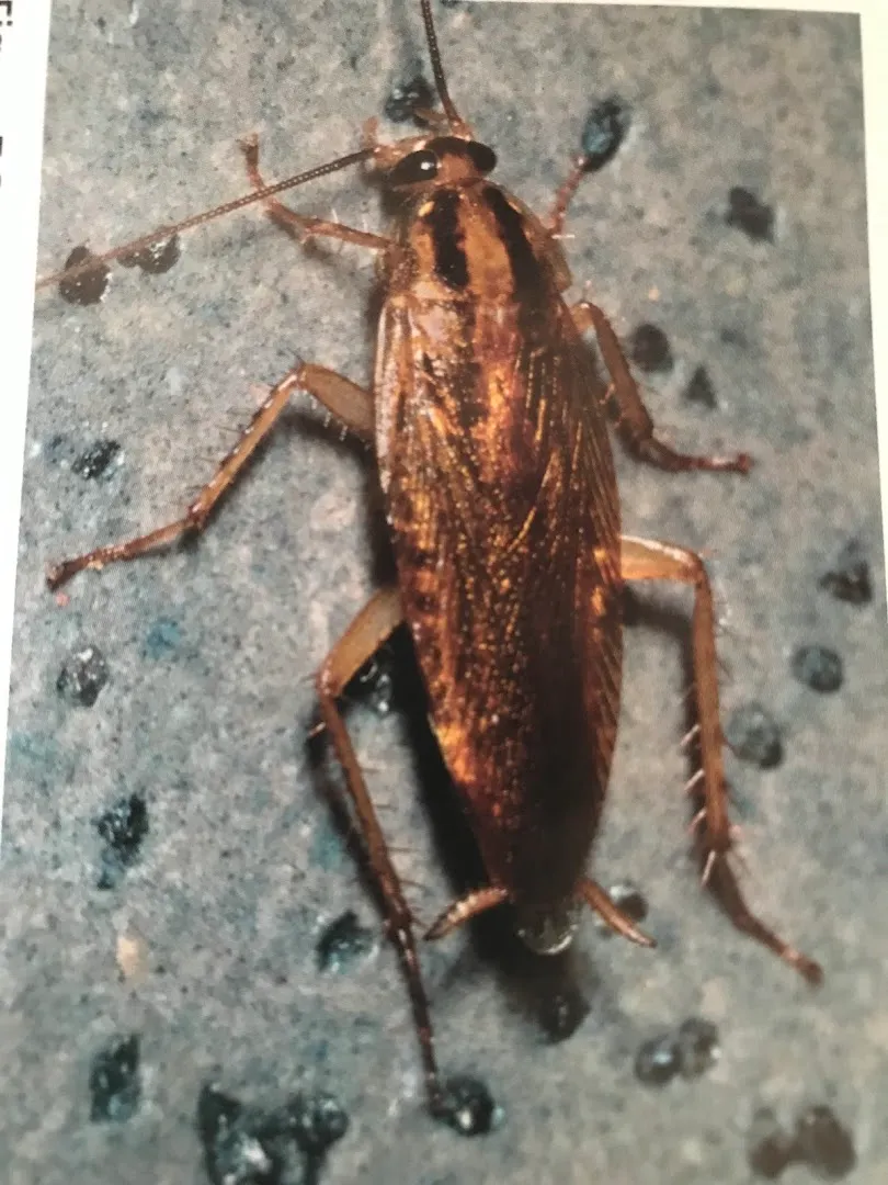Maximo Termite and Pest Solutions LLC — pest control in Houston, HARRIS County, TX