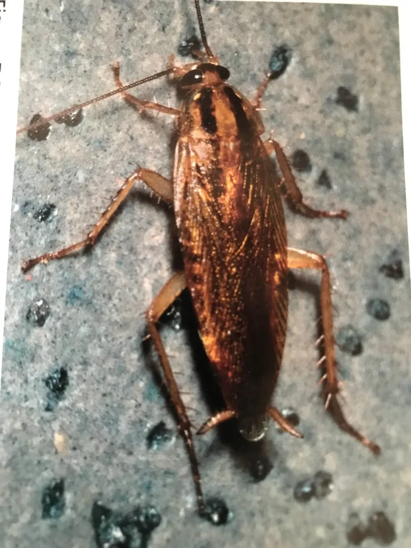Maximo Termite and Pest Solutions LLC in Houston, TX — business photo 2