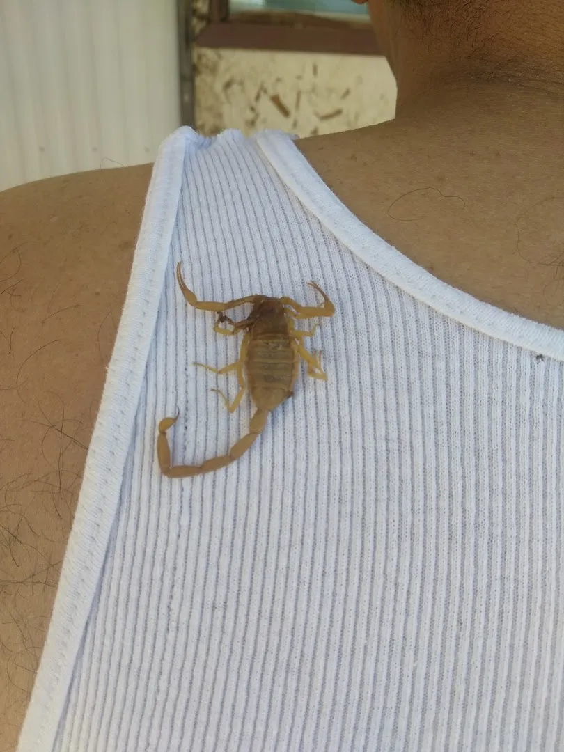 Epson Pest Control in UNKNOWN COUNTY County, TX — business photo 2