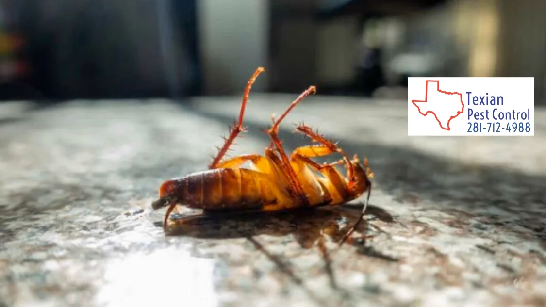 Texian Pest Control — pest control in Richmond, FORT BEND County, TX