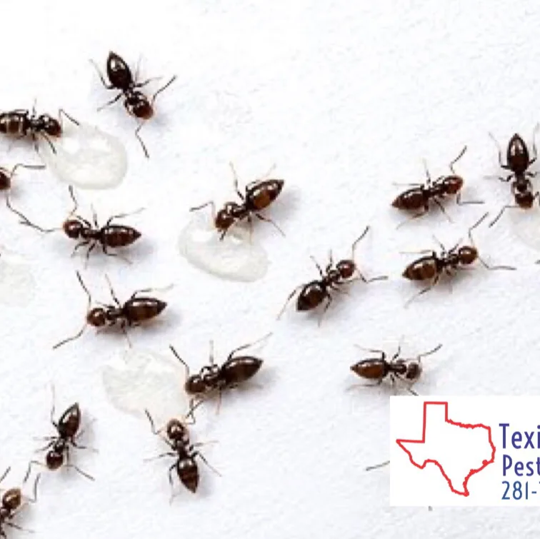 Texian Pest Control in Richmond, TX — business photo 2